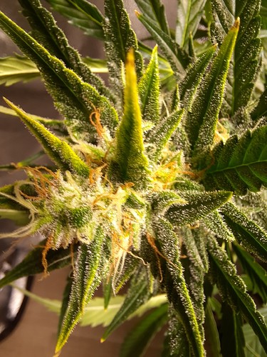 Growreport Bild 2
