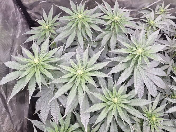 Growreport Bild 29