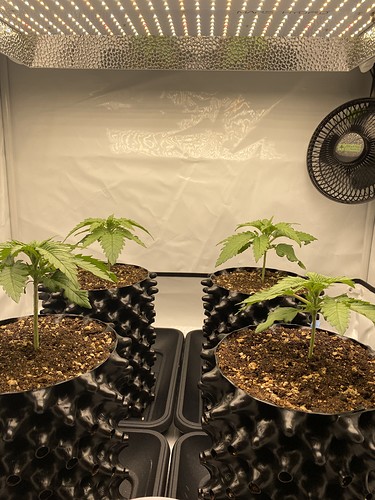 Growreport Bild 2