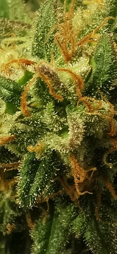 Growreport Bild 10