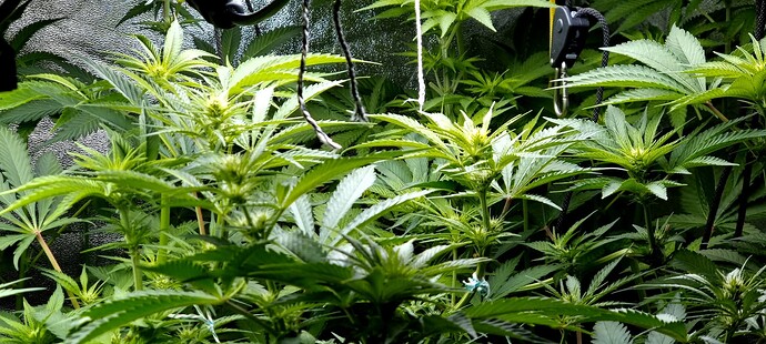 Growreport Bild 4