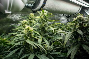 Growreport Bild 4