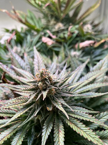Growreport Bild 1