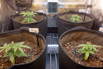 Vier junge Cannabispflanzen in Stofftöpfen, jede mit einem Namensschild versehen. Ein Thermometer zeigt 30,2°C und 42% Luftfeuchtigkeit an.