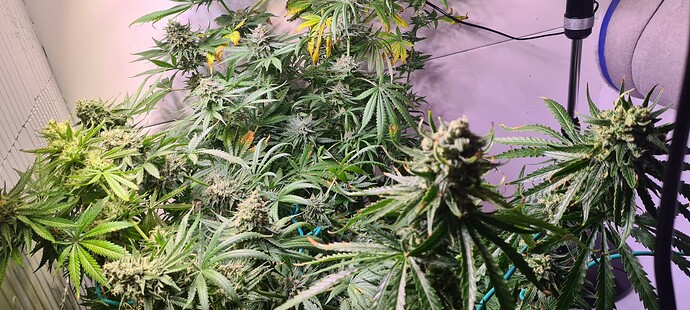 Growreport Bild 16