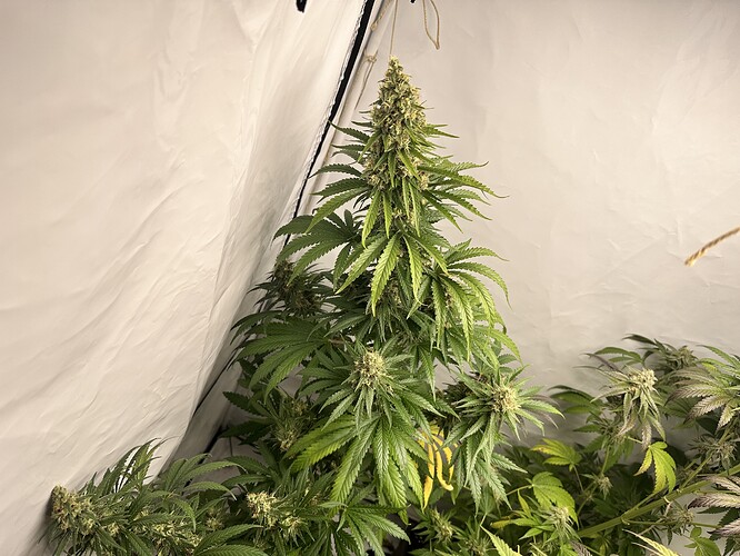 Growreport Bild 5