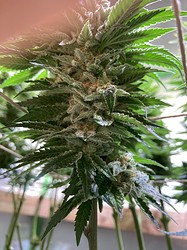 Growreport Bild 7
