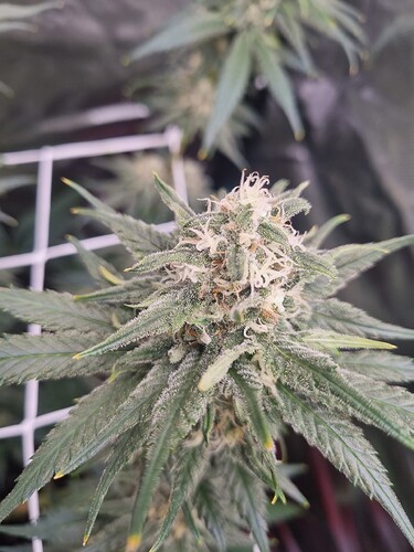 Growreport Bild 16