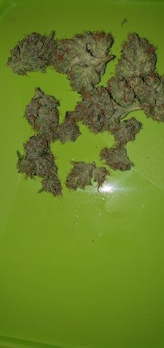 Growreport Bild 12