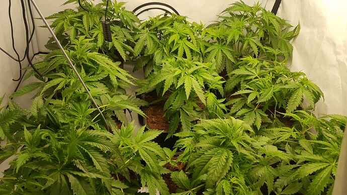 Growreport Bild 5
