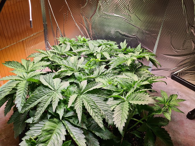 Mehrere junge Cannabispflanzen in einem Zelt, die sich gut entwickelt haben und neue Triebe bilden.