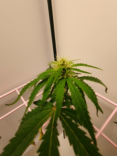 Growreport Bild 2