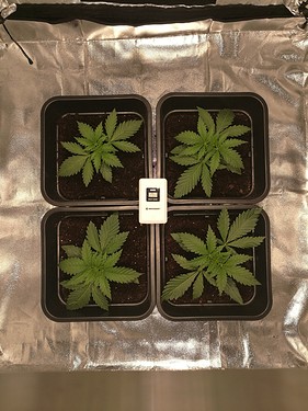 Growreport Bild 7