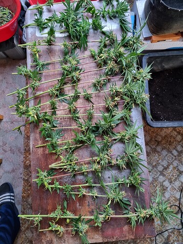 Growreport Bild 32