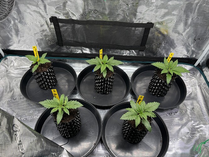 Growreport Bild 112
