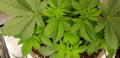 Growreport Bild 18