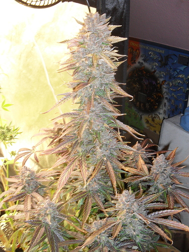 Growreport Bild 15