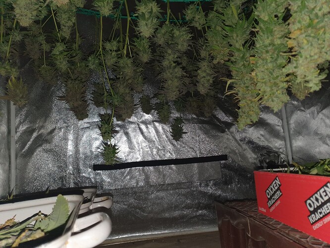 Growreport Bild 15
