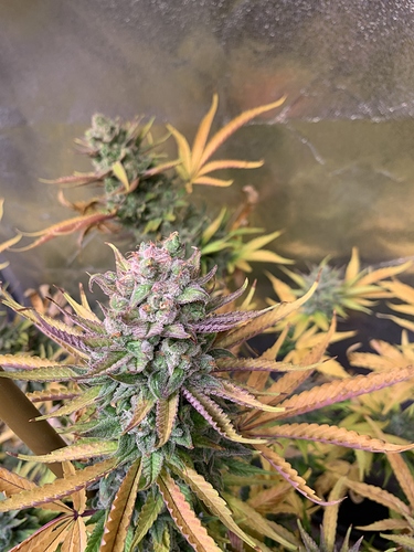 Growreport Bild 6