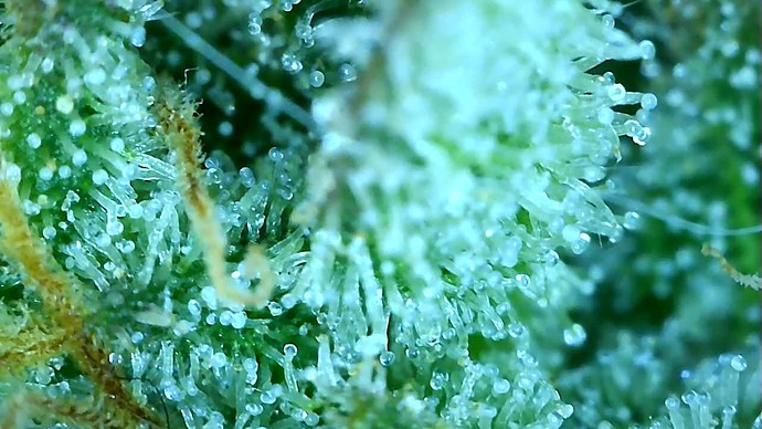 Growreport Bild 51