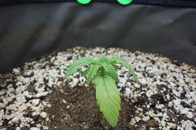 Ein junger Cannabis-Sämling mit zwei Hauptblättern und beginnenden neuen Blättern an der Spitze, der in einem Topf mit Erde und Perlit wächst.