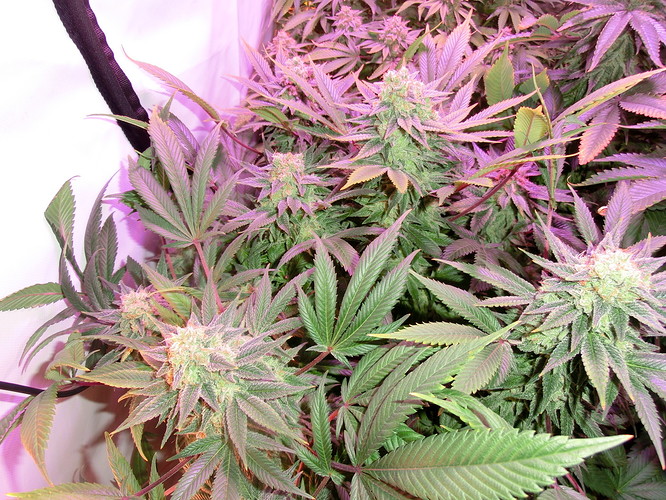 Growreport Bild 10