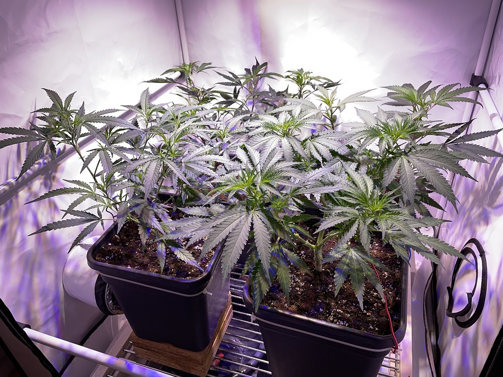 Mein Wintergarten. Critical+ 2.0 und OG Kush. ~250 Watt
