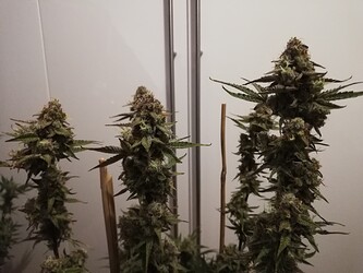 GG#2_240108-6