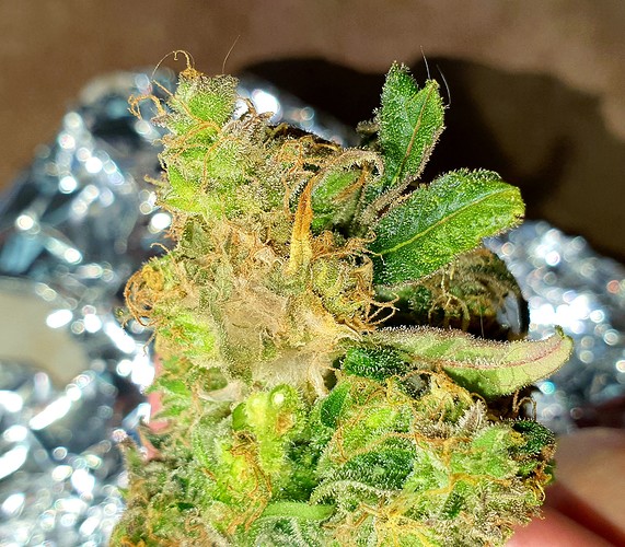 Growreport Bild 29