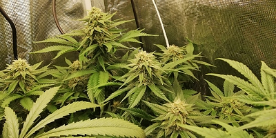 Growreport Bild 5