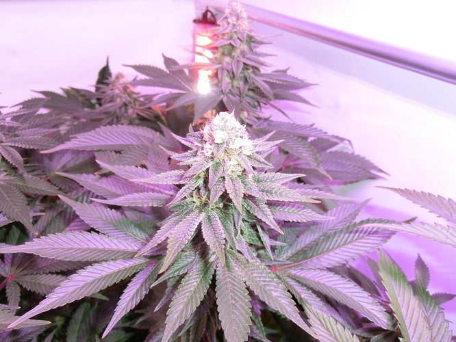 Growreport Bild 7