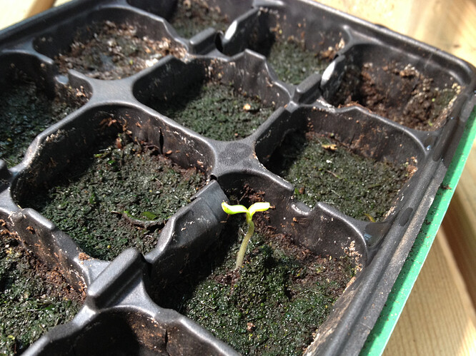 Growreport Bild 37