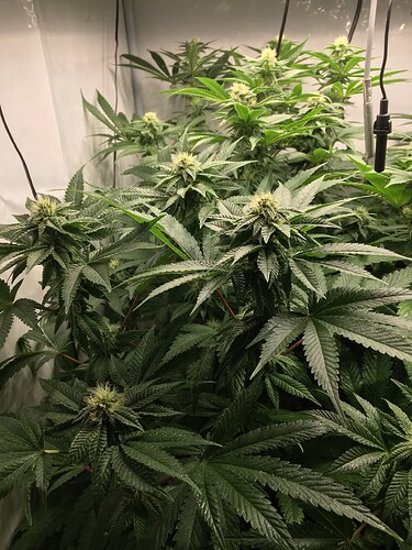 Growreport Bild 1