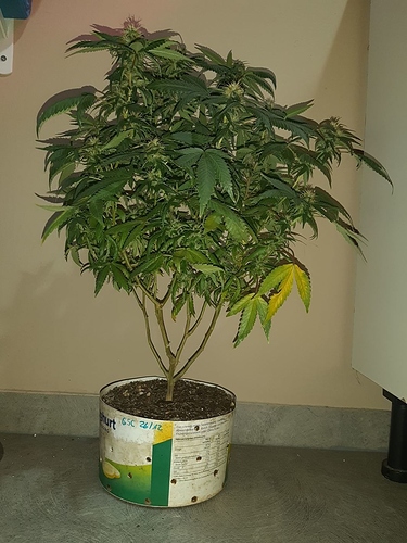 Growreport Bild 4
