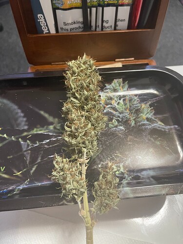 Growreport Bild 1