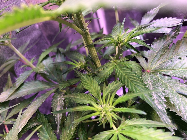 Growreport Bild 30