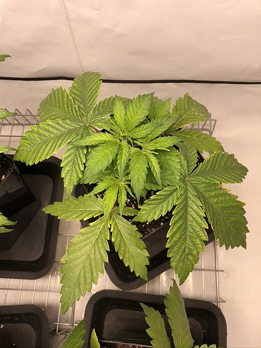 Growreport Bild 13