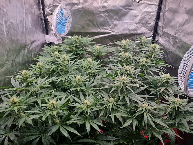 Growreport Bild 29