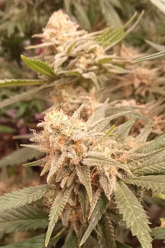 Growreport Bild 35