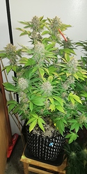 Growreport Bild 3