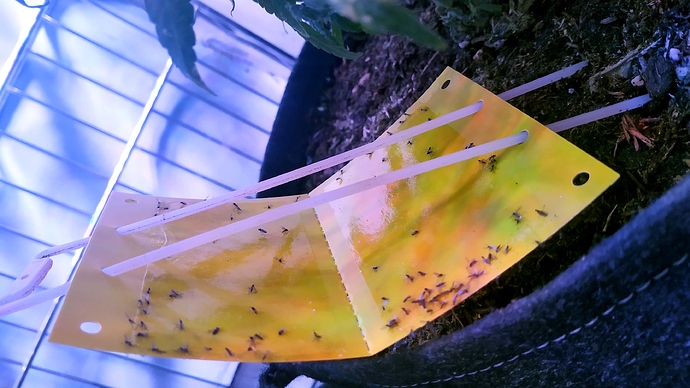 a_IMG_20200904_095314