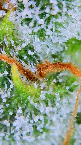 Growreport Bild 3