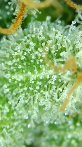 Growreport Bild 52