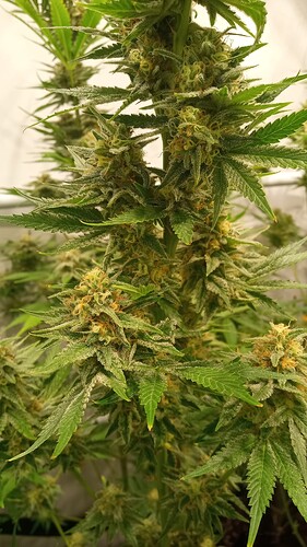 Growreport Bild 11