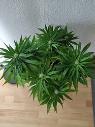 IMG_20210201_131813