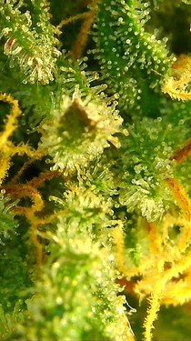 Growreport Bild 61