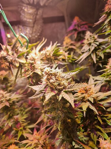 Growreport Bild 16