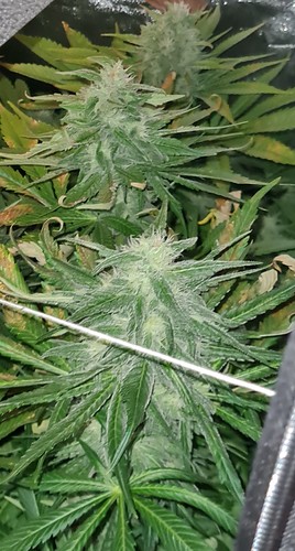 Growreport Bild 1