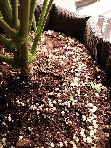 Growreport Bild 65
