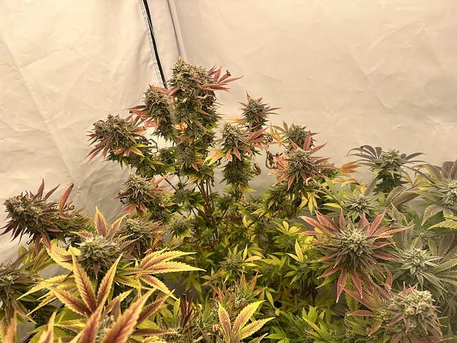 Growreport Bild 3